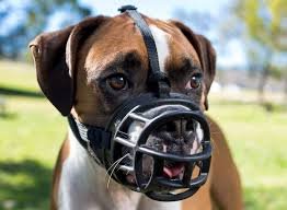 Dog Muzzles
